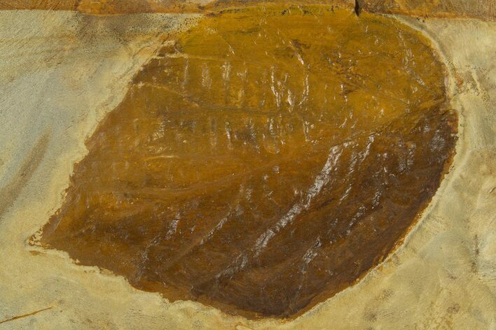 Fossil Leaf (Beringiaphyllum) - Montana #331842